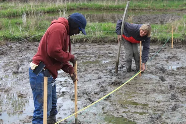 Hudson Valley rice farmers Nfamara Badjie and Dawn Hoyt at work in their Ulster Park rice paddy. Planting requires standing in the water. - COURTESY OF EVER-GROWING FARM