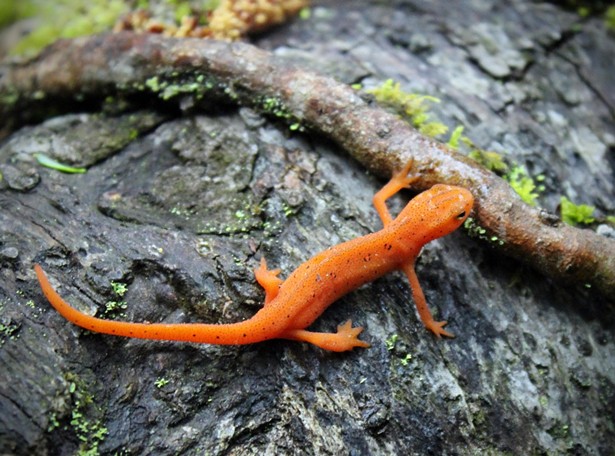 protecting_endangered_species_salamander.jpeg
