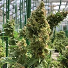 Legal Weed is Coming to New York