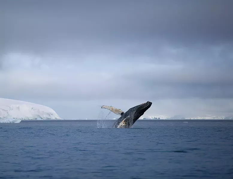 “A whale tells you about the emergent properties of the ocean that have to work together to make it productive. You need to have the right amount of nutrients, the right amount of sunlight, the right temperature of water, the right depth of water, all of these things have to work in concert to produce just a little bit of life, and if there is enough life to sustain the biggest animal on the planet, a whale represents a structure and a functioning ecosystem. So, to me, they are a good proxy for where you have stability in an ecosystem.” - – Ari Friedlaender, whale scientist - PHOTO BY MADELINE COTTINGHAM