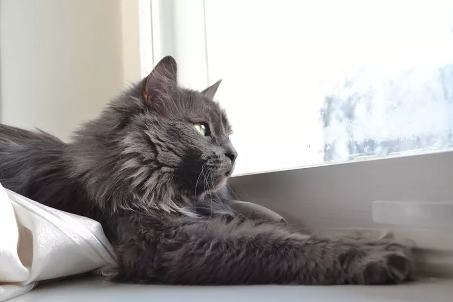 online_pet_therapy1.jpg