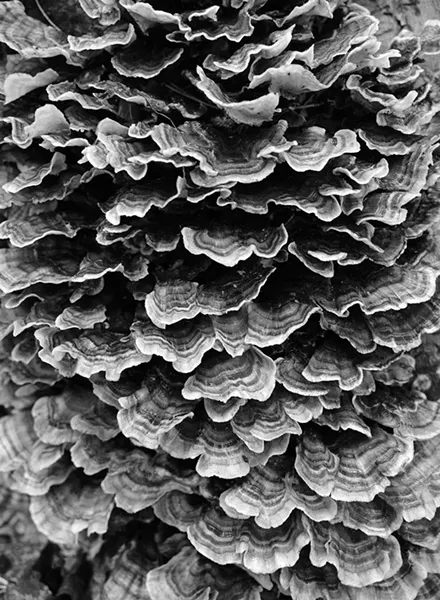 Turkeytail mushrooms near Byrdcliff. - FIONN REILLY