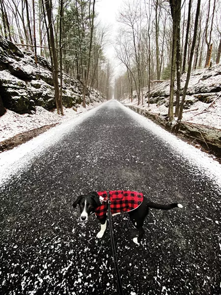 Maggie the dog - FRANCO VOGT