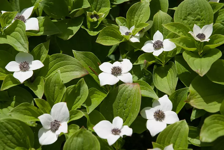 Creeping dogwood in bloom