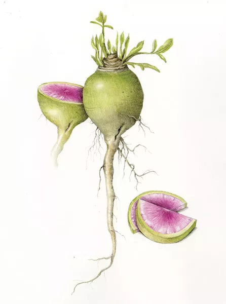 Illustration from Wendy Hollender's The Joy of Botanical Drawing.