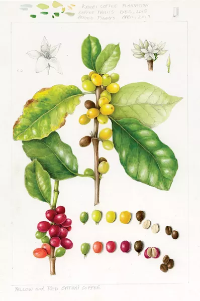 Illustration from Wendy Hollender's The Joy of Botanical Drawing.