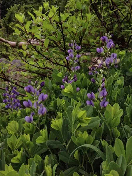 blue_wild_indigo.jpg