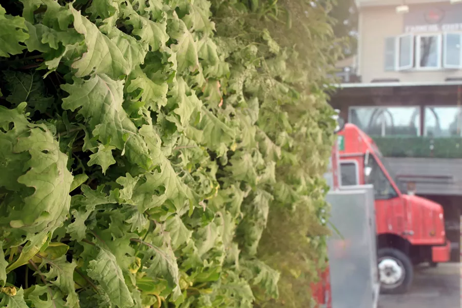 Vertically growing kale - ABBY FOSTER