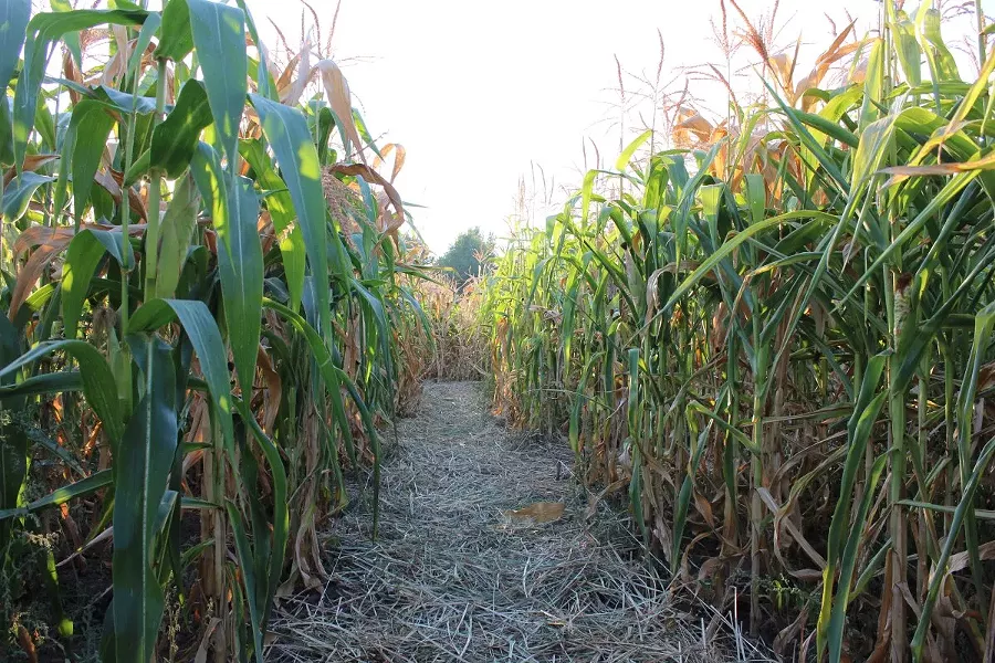inside_the_corn_maze_labirudza_kyiv_2015.jpg