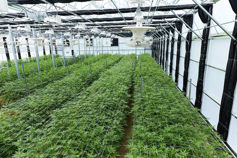 Plants growing in The Pass's on-site greenhouse - ALL IMAGES COURTESY OF THE PASS