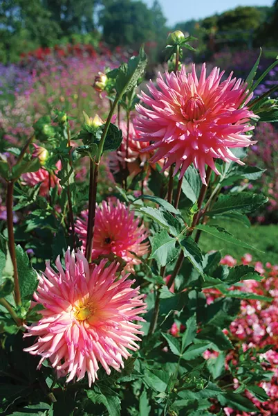 Dahlias - LARRY DECKER