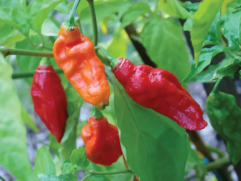 wyws_bhutjolokia09_asit.jpg