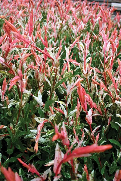 The new growth of the ‘Hakuro-nishiki’ willow. - LARRY DECKER