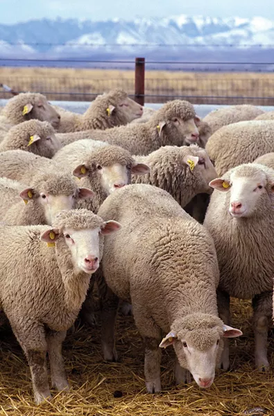 wyws_flock_of_sheep.jpg