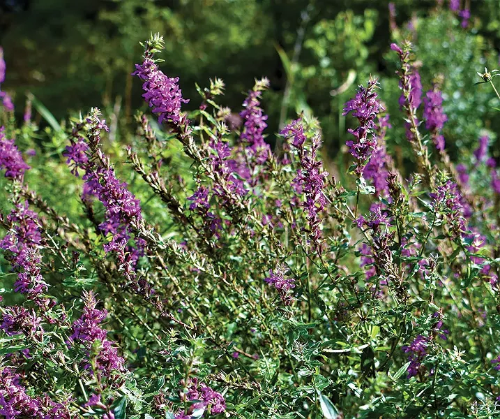 Purple loosestrife is an invasive weed that adapts overly well to the wetlands of the Hudson Valley. - LARRY DECKER