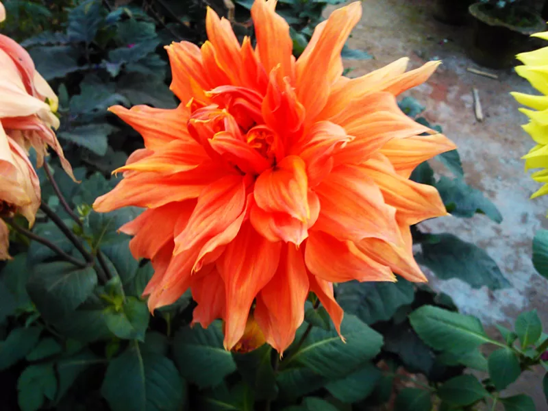 orange_dahlia.jpg