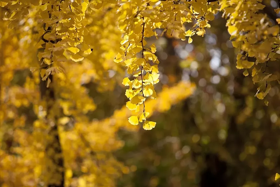ginkgo-2927214_960_720.jpg