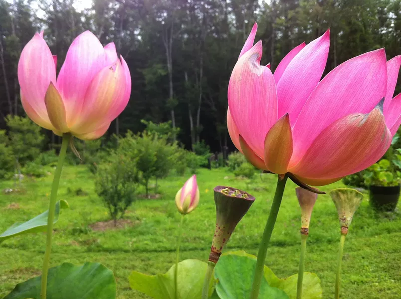 Wild Lotus - COURTESY OF HORTUS CONCLUSUS