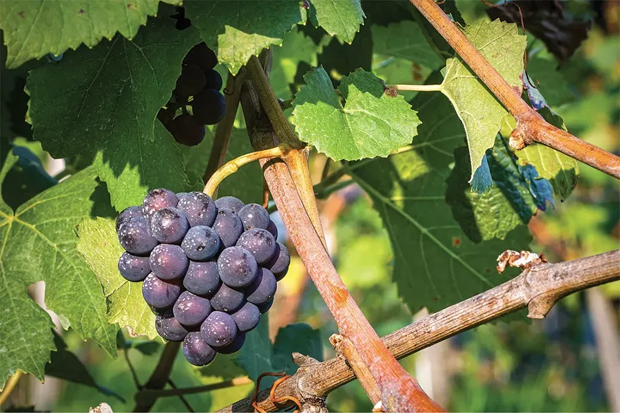 craft-beverage_benmarl_grapes.jpg