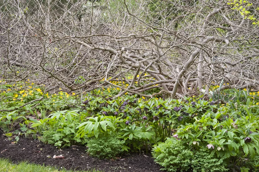 Don’t just ring a shrub or tree with herbaceous plants around its dripline; get all the way in, as with this old Corylopsis spicata underplanted with hellebores, Corydalis lutea, and ephemerals. - PHOTO BY MARGARET ROACH
