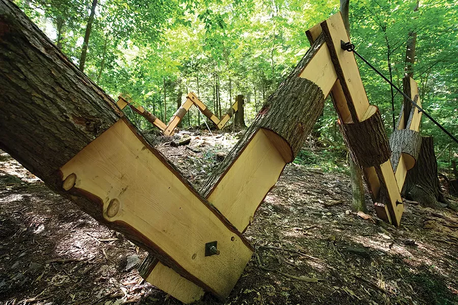 Siblings. Two full-growth hemlocks, steel connectors. Two siblings playfully cascade down the hillside over rocks and through ferns on the forest floor. - PHOTO: KARI GIORDANO