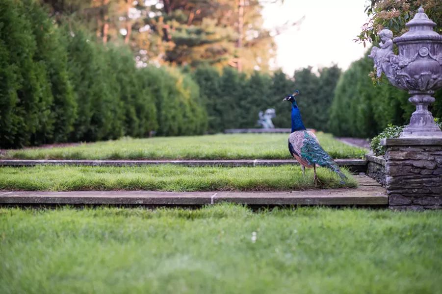 COURTESY OF WETHERSFIELD ESTATE AND GARDENS