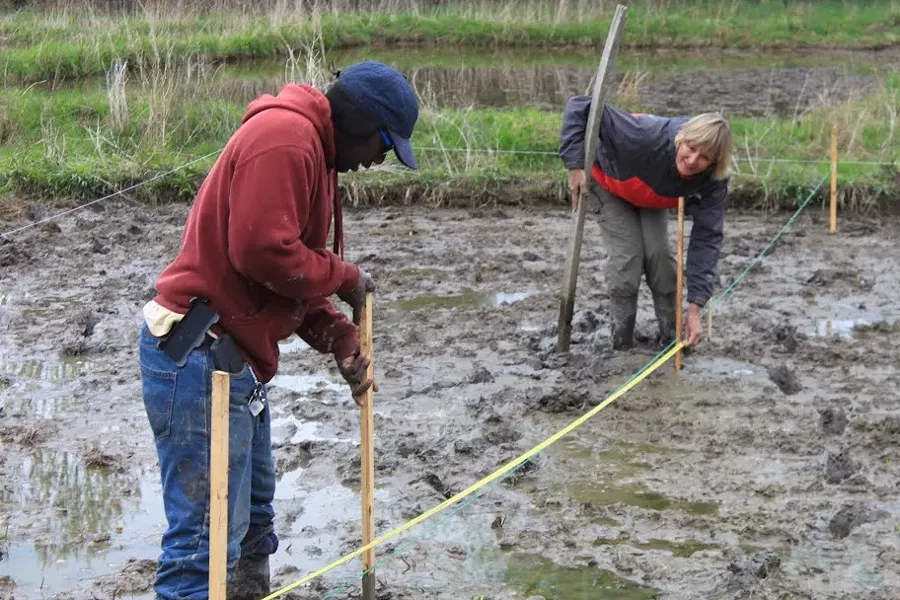 Hudson Valley rice farmers Nfamara Badjie and Dawn Hoyt at work in their Ulster Park rice paddy. Planting requires standing in the water. - COURTESY OF EVER-GROWING FARM