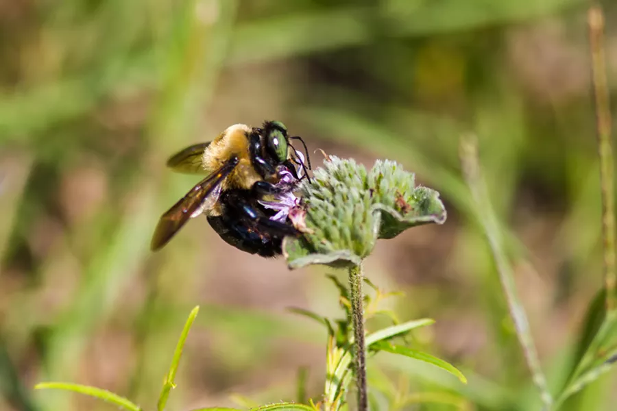 Eastern Carpenter Bee. - MELISSA MCMASTERS FROM MEMPHIS, TN, UNITED STATES