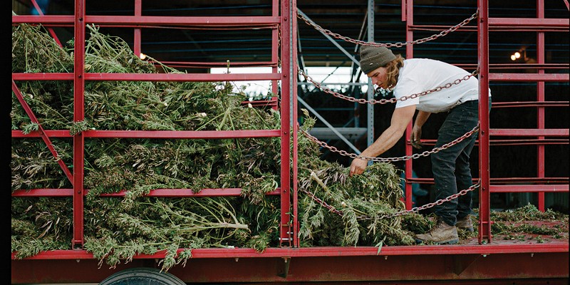 Brandon Curtin, chief cultivation officer at Hudson Hemp, harvesting the 2020 hemp crop.