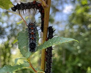 Free lunch! Mourning Cloak butterfly larvae found on a pussy willow, planted a month earlier. The pussy willow, already doing its job, is providing food for birds and serving as a foundation shrub in a landscaped garden.