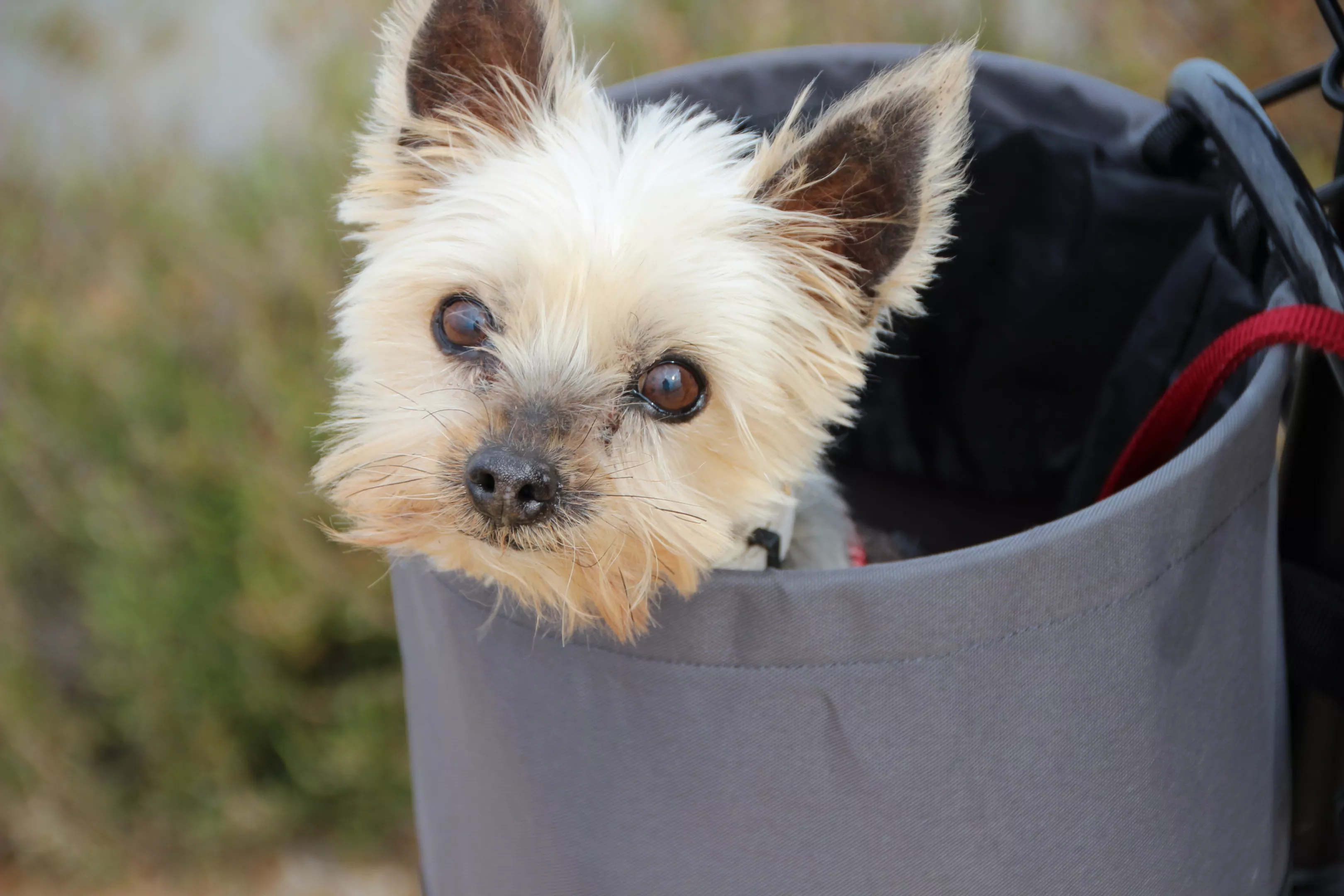 Online Pet Therapy Softening The Virus S Bite With Cuteness