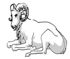aries.jpg