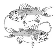 pisces.jpg
