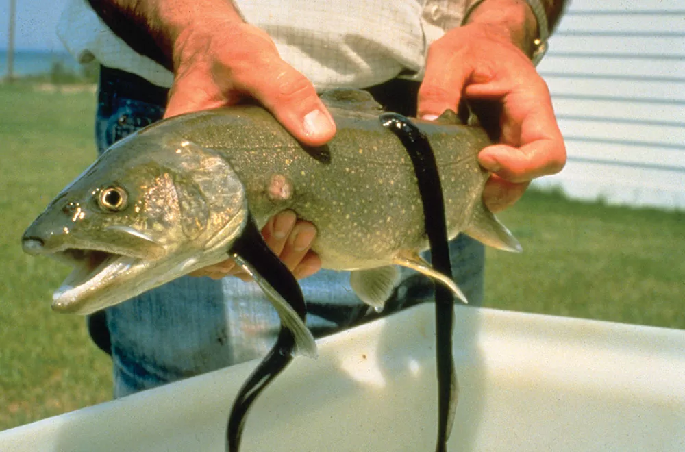 Invasive Species Threaten Great Lakes Fauna and Flora ...