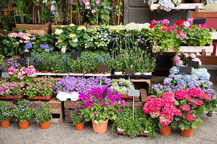 gal_plant_sale_shutterstock_320761277.jpg