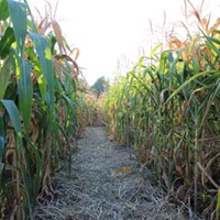 The Best Corn Mazes in the Hudson Valley