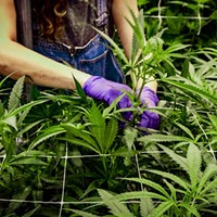 In the Weeds: An Inside Look at Cultivating Farm-to-Label Cannabis