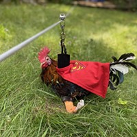 Chickens for Change: Rebecca Moore and the Institute for Animal Happiness