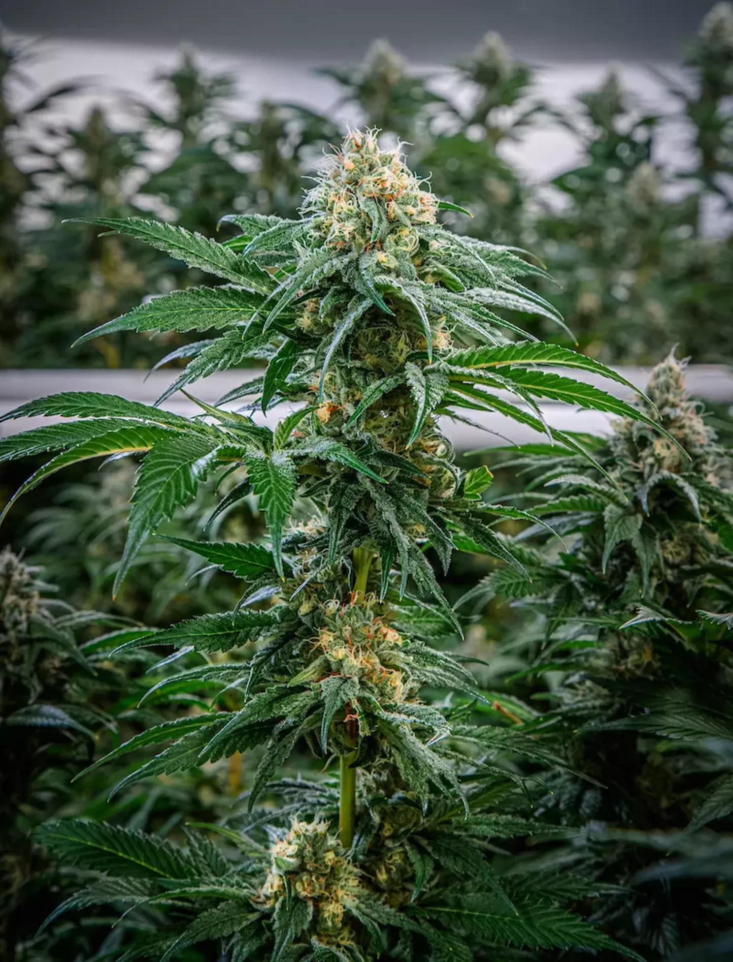 Dispensaries - Vimarsana News