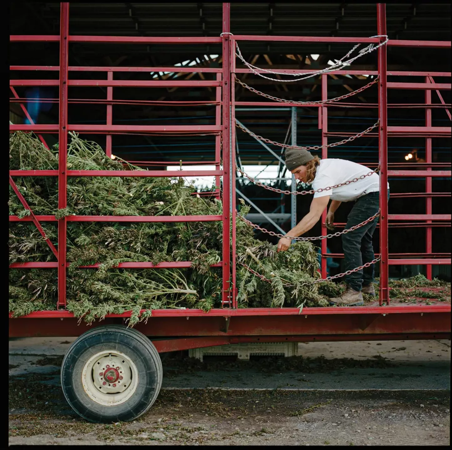Licensed to Till: 88 New York Hemp Farms Authorized to Grow Cannabis - Vimarsana News