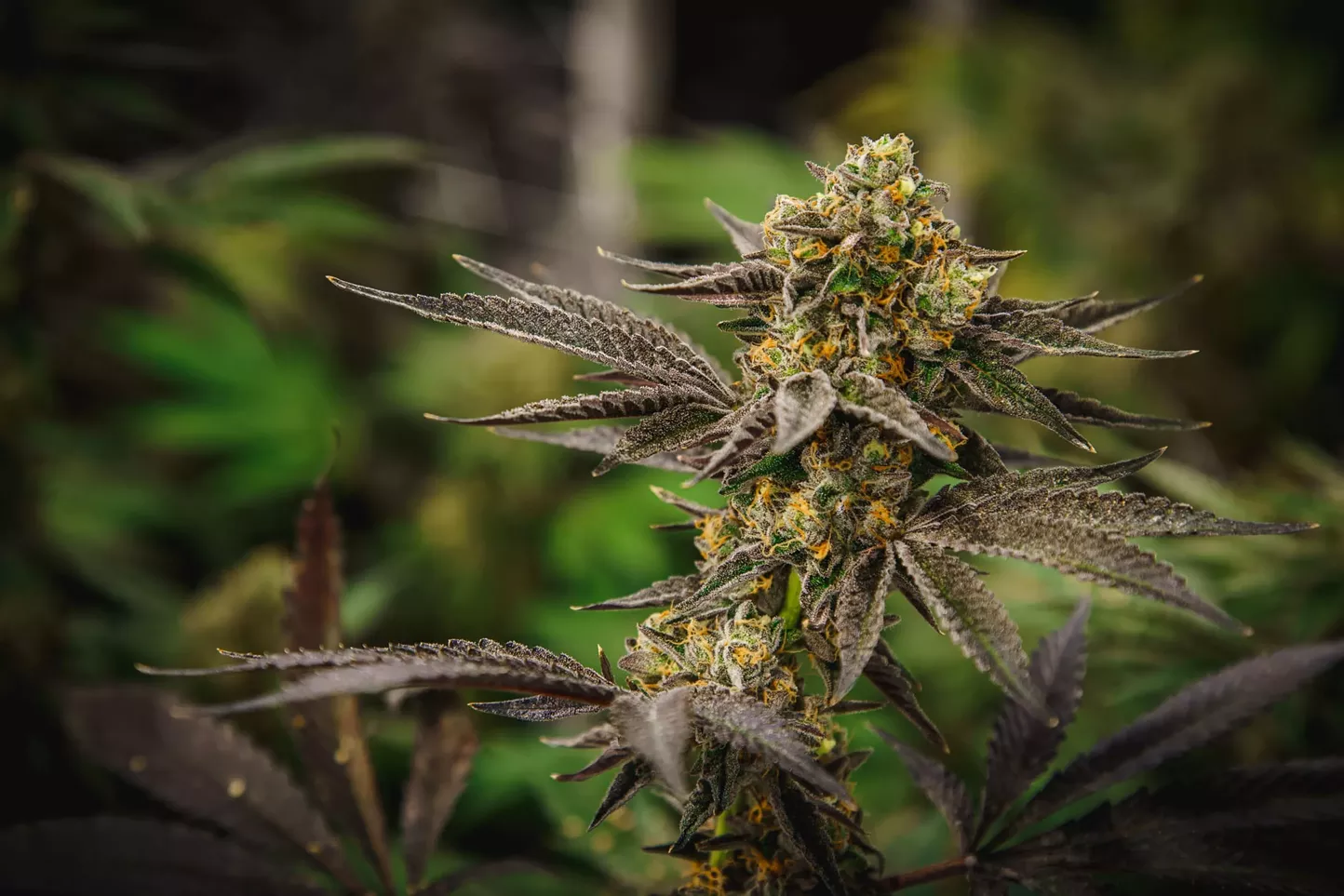 Three "Smash Hits" Strains Every Cannabis Lover Should Know | Sponsored | Dispensaries | Hudson Valley - Vimarsana News