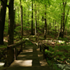 In the Landscape: Mind the Forest @ MANITOGA / The Russel Wright Design Center