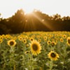Hudson Valley Cold Pressed Oils: Finding Success in Sunflowers