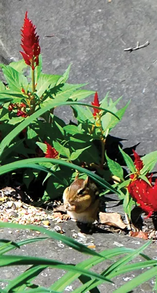 You can have chipmunks or crocuses, but not both. - LARRY DECKER