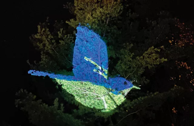 Light in the Forest at Cincinnati Nature Center - PHOTO: PROVIDED BY CINCINNATI NATURE CENTER