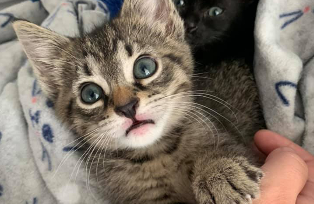 Cincinnati Animal Care Northside Shelter At Code Red Capacity Offering Name Your Price Dog And Kitten Adoptions Cincinnati Citybeat