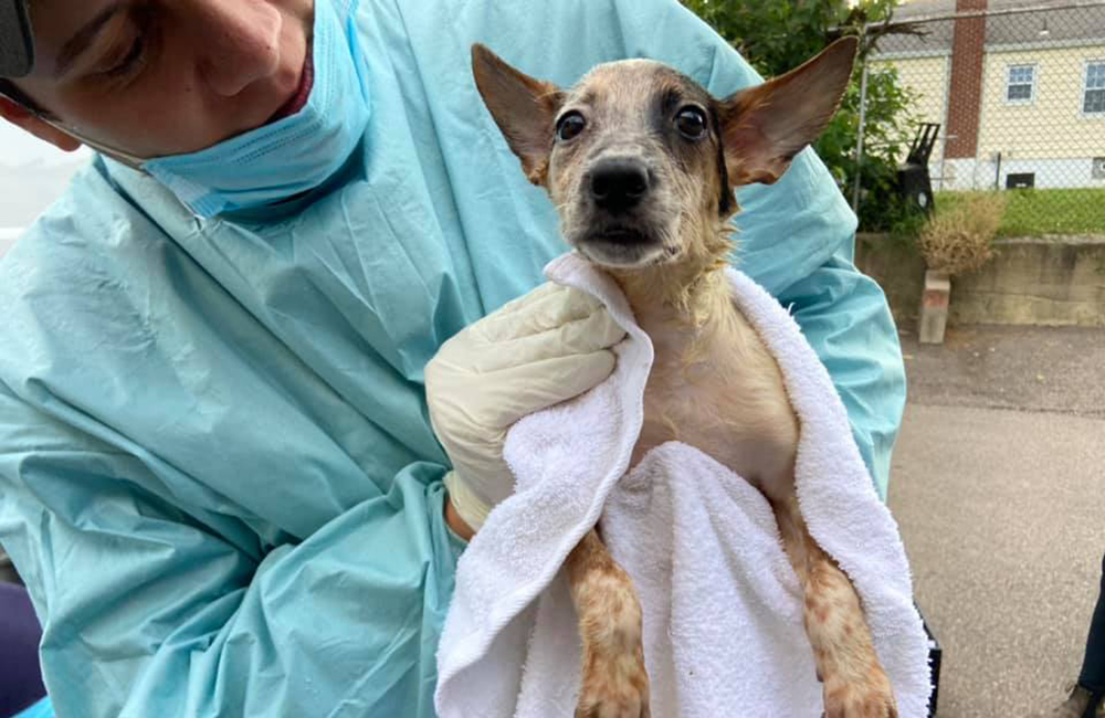 Texas Puppies Small Dogs Rescued From Euthanasia By Cincinnati Animal Care Available At Puppypalooza August 28 2021 Cincinnati Citybeat