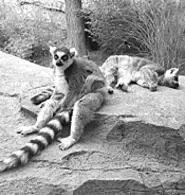Awww! Shoot lemurs and more at the zoos' - photography contests (Monday).
