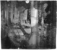 "Black Forest," by Bruce Checefsky, photograph.