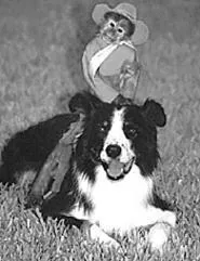 Call the kids. There's a dog-ridin' monkey at the rodeo!